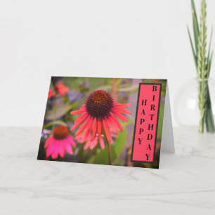 Red Cone Flowers Echinacea Happy Birthday Card