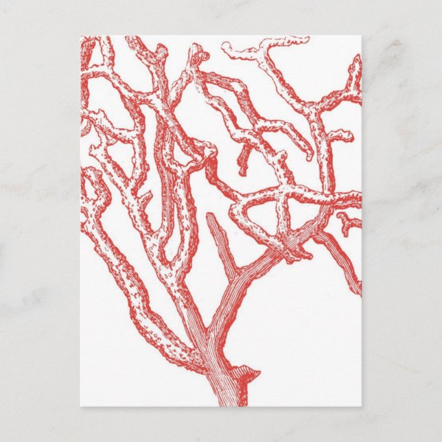 Red Coral Postcard (Front)