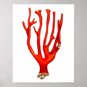 Red coral , sea life illustration poster