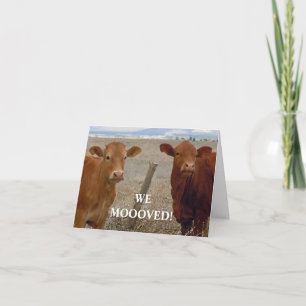 Red Cows - Western Change of Address Announcement