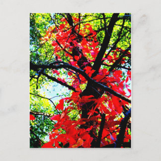 Red Creeper 2.jpg Postcard