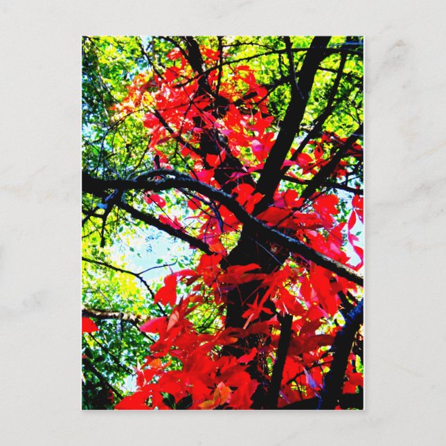 Red Creeper 2.jpg Postcard (Front)
