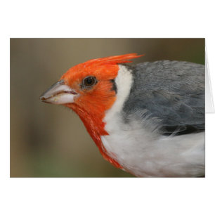 Red Crested Cardinal
