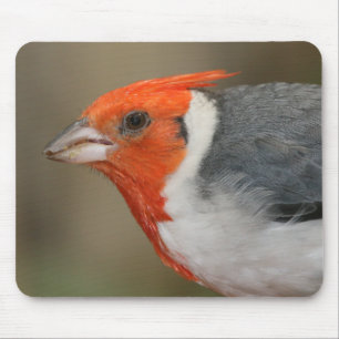 Red Crested Cardinal Mouse Mat