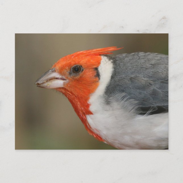 Red Crested Cardinal Postcard (Front)