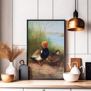 Red-Crested Pochard (1913) Poster