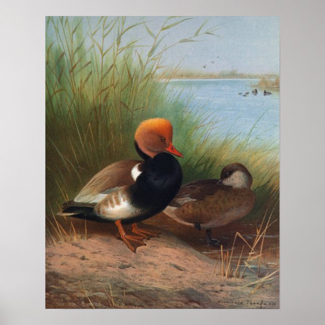 Red-Crested Pochard (1913) Poster (Front)