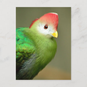 Red-Crested Turaco bird Postcard