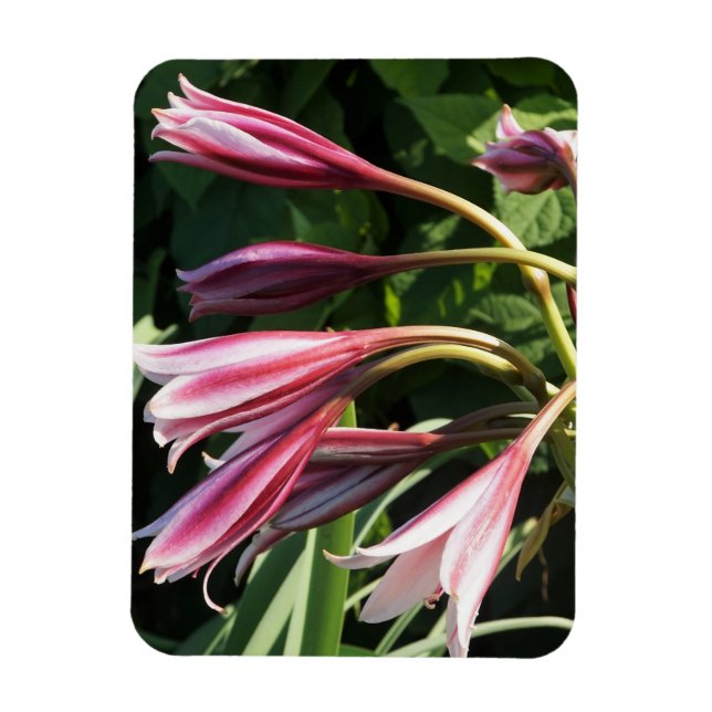 Red Crinum Lily Magnet (Vertical)