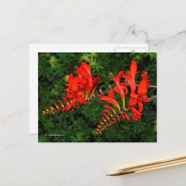Red Crocosmia Lucifer Coppertips Flowers Postcard (Front/Back In Situ)