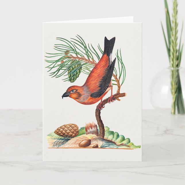 Red Crossbill bird, Card (Front)