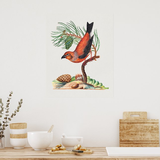 Red Crossbill bird Poster (Kitchen)