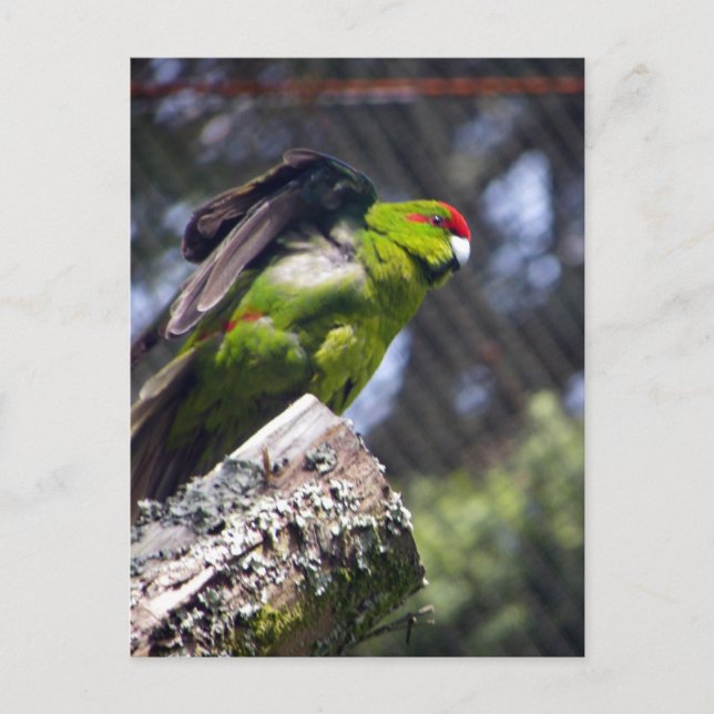 Red-Crowned Parakeet Postcard (Front)