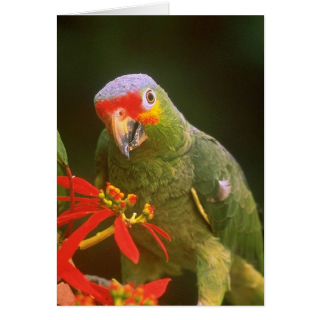 Red-crowned parrot flowers (Front)