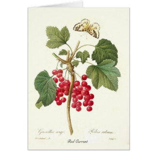 Red Currant