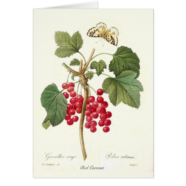Red Currant (Front)