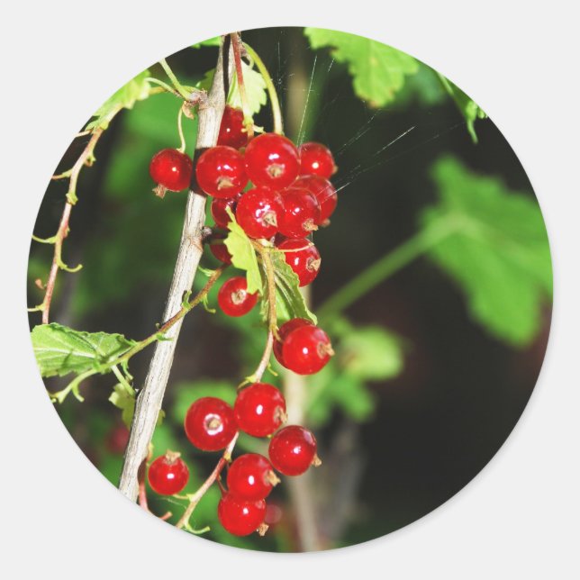 red currant classic round sticker (Front)
