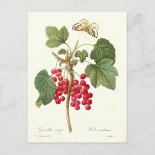 Red Currant Postcard