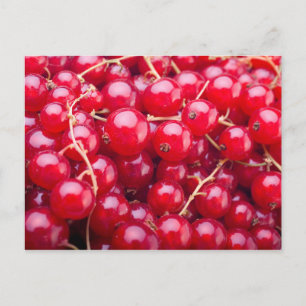 Red Currant Postcard