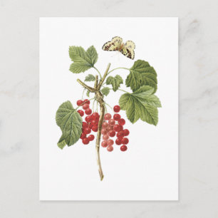 red currant(Ribes rubrum) by Redouté Postcard