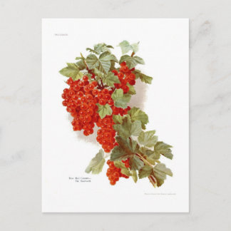 Red Currant 'The Southwell' Postcard