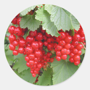 Red Currants on the Plant. Green Leaves. Classic Round Sticker
