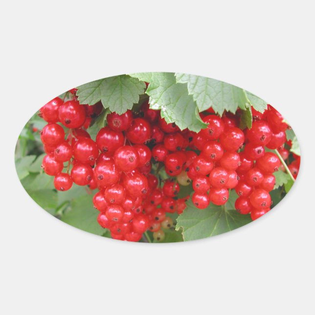 Red Currants on the Plant. Green Leaves. Oval Sticker (Front)