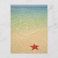 Red Cushion Sea Star | Trinidad, Cuba
