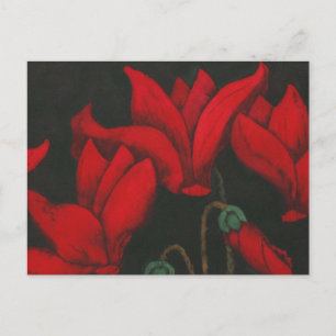Red Cyclamen blossom on a dark black background Postcard