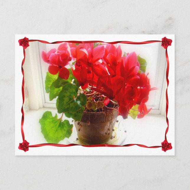 Red Cyclamen Flowers Postcard (Front)