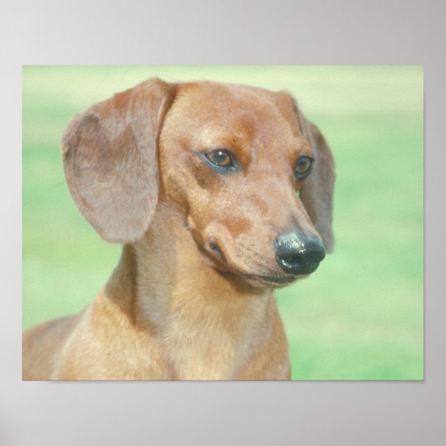 Red Dachshund Poster (Front)