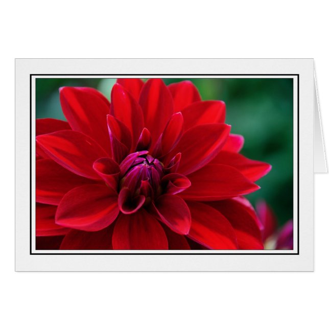 Red Dahlia (Front Horizontal)