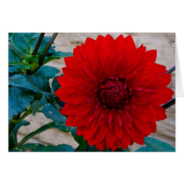 Red Dahlia (Front Horizontal)