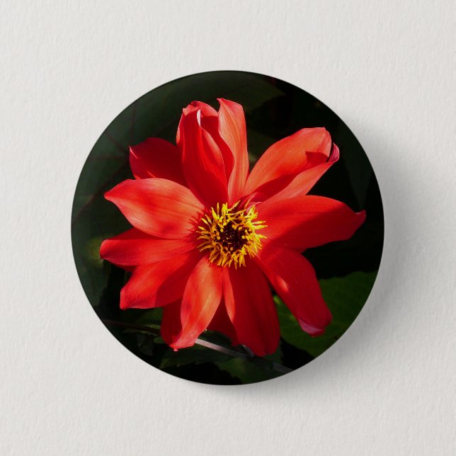 Red Dahlia (Bishop of Llandaff) 6 Cm Round Badge (Front)
