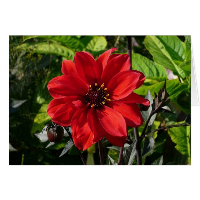 Red Dahlia (Bishop of Llandaff) II (Front Horizontal)