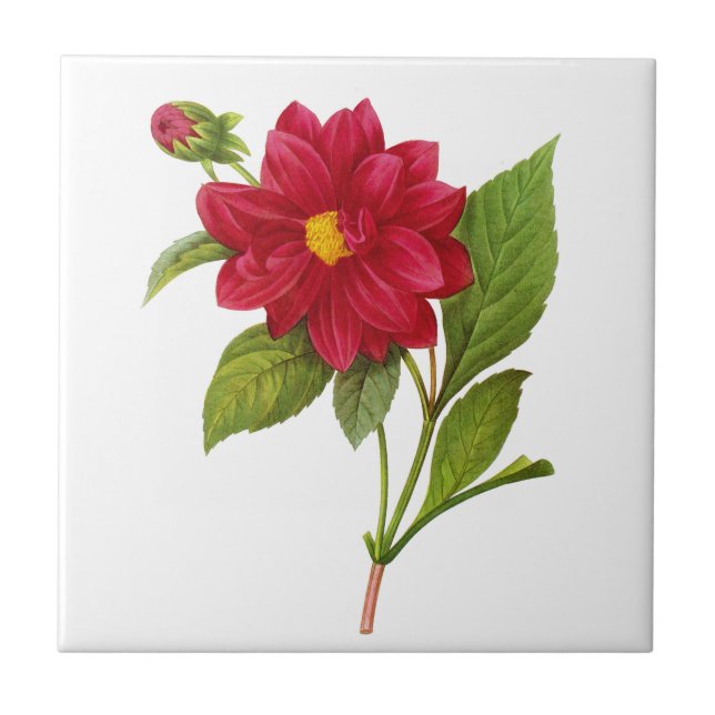 Red Dahlia by Pierre Joseph Redoute Tile (Front)