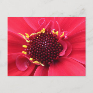 Red Dahlia Close-up Postcard