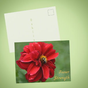 Red Dahlia Flower and Bumblebee Photographic Postcard