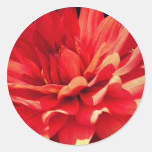 Red Dahlia Flower Classic Round Sticker