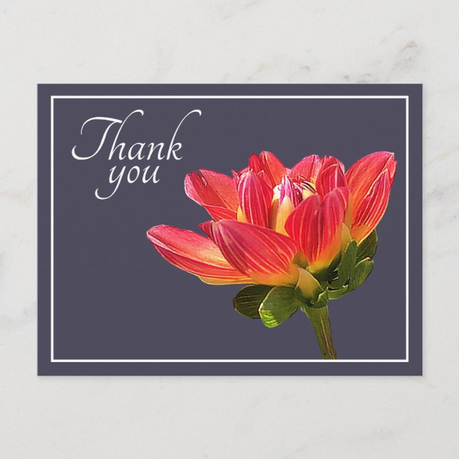 Red Dahlia Flower Grey Background Thank You Postcard (Front)
