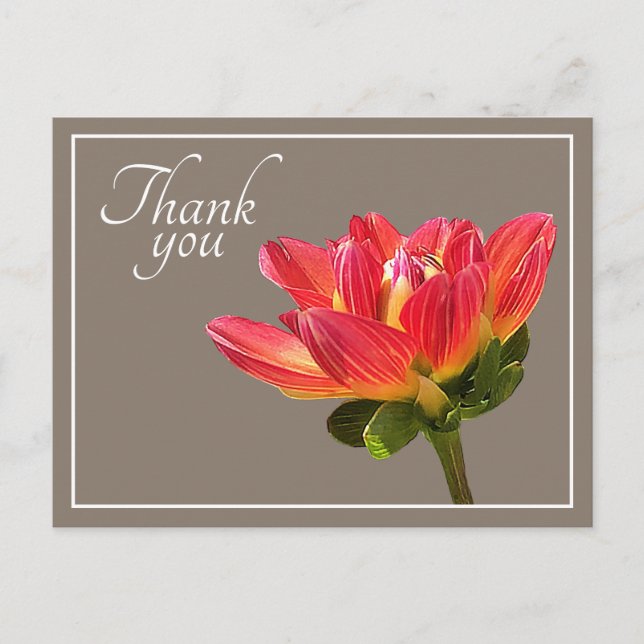 Red Dahlia Flower Taupe Background Thank You Postcard (Front)