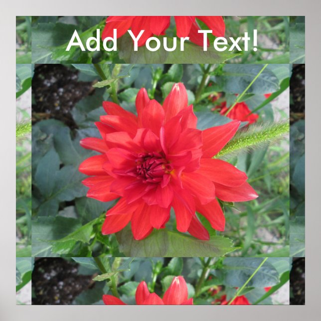 Red Dahlia Plant Poster (Front)