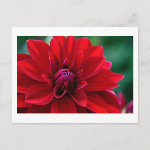 Red Dahlia Postcard
