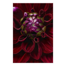 Red Dahlia Poster