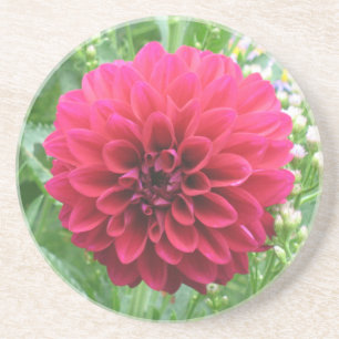 Red Dahlia Sandstone Coasters