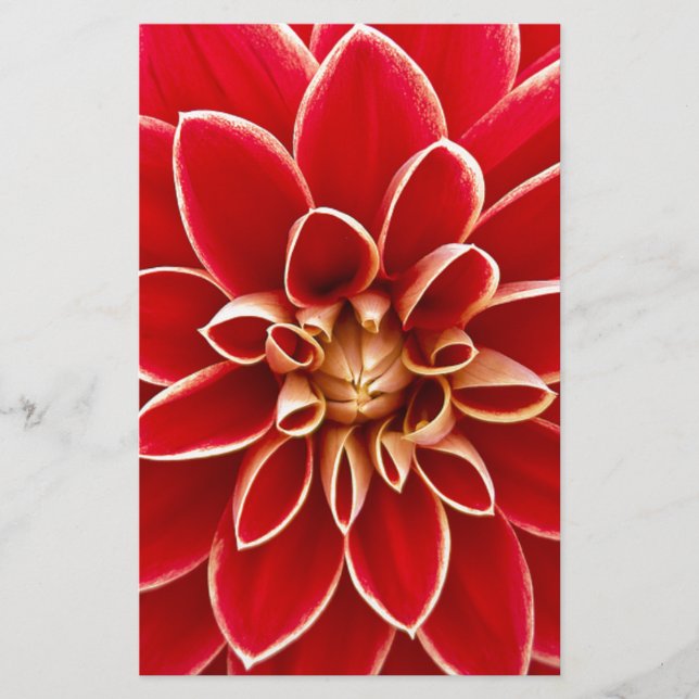 Red Dahlia Stationery (Front)