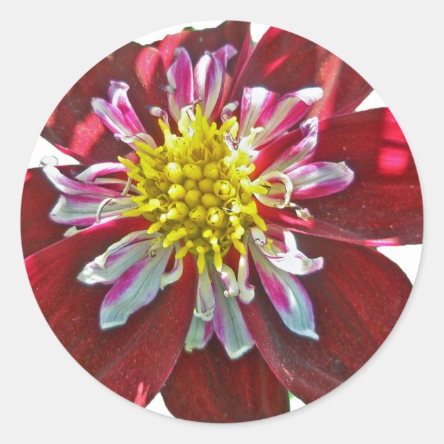 Red Dahlia Sticker (Front)