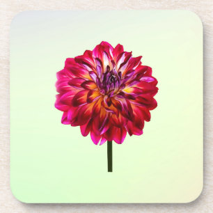 Red Dahlia Tinted With Yellow Coaster