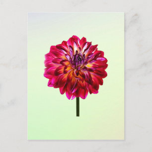 Red Dahlia Tinted With Yellow Postcard