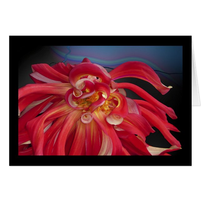 Red Dahlia: www.GraceArtGroup.com (Front Horizontal)